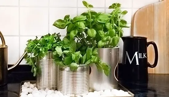 Frühlings DIY Kräutergarten aus Blechdosen für die Küche